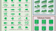 Science leaf leaves shapes