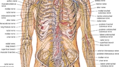Science medicine anatomy biology