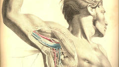 Science medicine anatomy Education