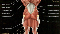 Science medicine anatomy illustrations