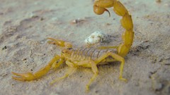 Scorpion deserts