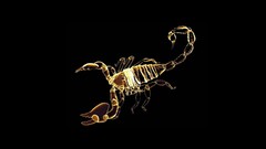 Scorpions black background
