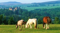 Scotland countryside