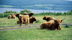 Scotland high cattle isle mull Resolution