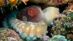 Scubadiving com octopus underwater