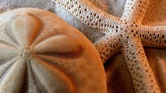 Sea abstract starfish