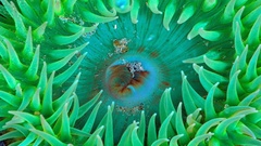Sea anemone nature