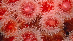 Sea anemones