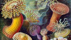 Sea anemones nature