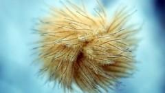 Sea anemones underwater Sea