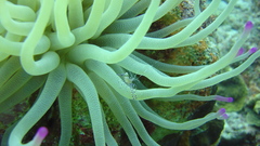 Sea anemones underwater sealife