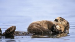 Sea Animals Alaska gulf Otters baby animals
