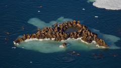 Sea Animals Alaska walrus National