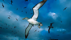 Sea Animals bird seagull gull