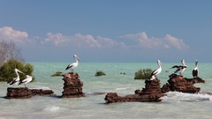 Sea Animals Birds Seaside Pelicans Beaches