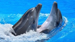 Sea Animals blue couple Porpoise