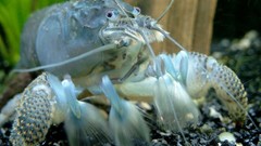 Sea Animals crayfish
