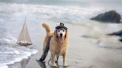 Sea Animals Dogs Beaches