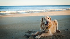 Sea Animals Dogs Beaches outdoors pets golden retriever