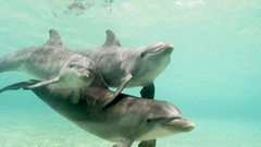 Sea Animals Dolphins