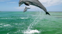 Sea Animals Dolphins caribbean