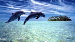 Sea Animals Dolphins Islands palm trees
