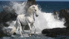 Sea Animals Horses southern