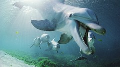 Sea Animals ocean Dolphins