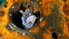 Sea Animals ocean fish underwater Alexander Semenov