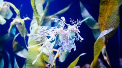 Sea Animals ocean fish underwater sea dragon