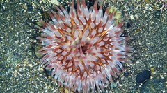 Sea Animals ocean underwater rocks Alexander Semenov