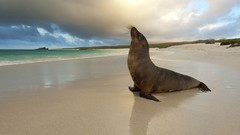 Sea Animals Seals Beaches