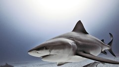 Sea Animals Sharks national geographic