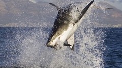 Sea Animals Sharks splashes jumping