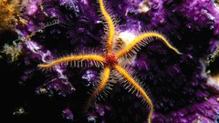 Sea Animals starfish sealife