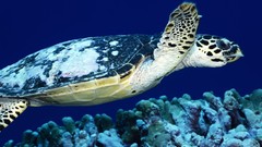 Sea Animals turtles sea turtles