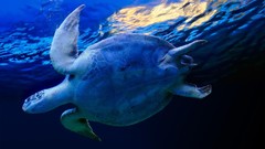 Sea Animals turtles sea turtles