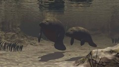 Sea Animals underwater aquatic