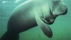 Sea Animals underwater aquatic