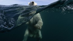 Sea Animals underwater swimming Polar Bears split-view