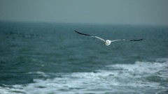 Sea Animals water Birds