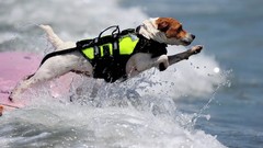 Sea Animals water Dogs pets