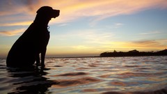 Sea Animals water Dogs silhouettes national geographic