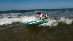 Sea Animals water Dogs surfing chihuahua pets