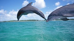 Sea Animals water Dolphins