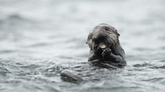Sea Animals water eating Otters
