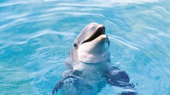 Sea Animals water ocean Dolphins