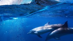 Sea Animals water ocean Dolphins