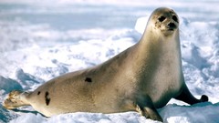 Sea Animals wildlife