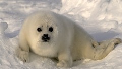 Sea Animals wildlife